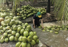 Fresh Coconuts Plummet in Price: A Shocking Market Crash
