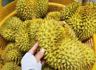 Exposing the Counterfeit Durian Ring: The Industry’s Plea to Untangle Quality Testing Bottlenecks