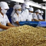 Cambodia, Nigeria Supply Vietnam with Hundreds of Thousands of Tons of Critical Goods: Vietnam Emerges as Global Export Leader