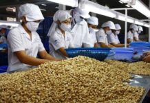 Cambodia, Nigeria Supply Vietnam with Hundreds of Thousands of Tons of Critical Goods: Vietnam Emerges as Global Export Leader