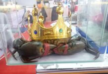 Crab Farmers in Cà Mau Share Insights on Hunting the Elusive 1.4+ kg “King Crab”