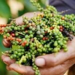 Vietnamese Index Stuns the World: 20+ Years of Unmatched Dominance, Russian Media Reports