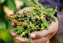 Vietnamese Index Stuns the World: 20+ Years of Unmatched Dominance, Russian Media Reports