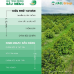 Vietnamese Durian Exports Plummeted 69.4% Due to Cadmium Barriers, But Bầu Đức Reveals Ace: 1,600 Ha in Laos and 20,000 m² Cold Storage for Frozen Durian, Aiming for 50% Higher Off-Season Prices