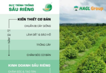 Vietnamese Durian Exports Plummeted 69.4% Due to Cadmium Barriers, But Bầu Đức Reveals Ace: 1,600 Ha in Laos and 20,000 m² Cold Storage for Frozen Durian, Aiming for 50% Higher Off-Season Prices