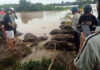 Heartbreaking Loss: Dozens of Buffaloes in Đắk Lắk Perish Due to Flooding Caused by Typhoon No. 13