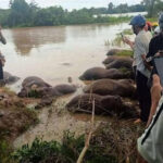 Heartbreaking Loss: Dozens of Buffaloes in Đắk Lắk Perish Due to Flooding Caused by Typhoon No. 13