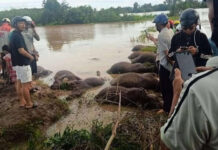 Heartbreaking Loss: Dozens of Buffaloes in Đắk Lắk Perish Due to Flooding Caused by Typhoon No. 13