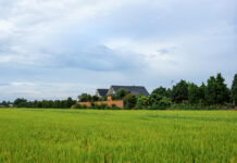 Serene Sloping Roof Home Amidst Breathtaking Rice Paddy Fields