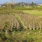 The Heart of Central Vietnam’s Golden Apricot Blossom: Unveiling the Secrets of Its Fiber
