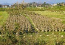 The Heart of Central Vietnam’s Golden Apricot Blossom: Unveiling the Secrets of Its Fiber