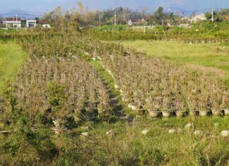 The Heart of Central Vietnam’s Golden Apricot Blossom: Unveiling the Secrets of Its Fiber