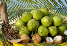 Vietnam’s Million-Dollar Specialty Plunges Dramatically: What’s Behind the Sudden Decline?