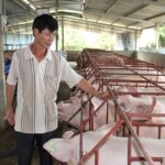 Today’s Pig Price, Nov 10-11: Southern Region Sees Surprising Pig Price Fluctuations