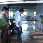 Prosecution of Pig Farm Owner in Hưng Yên for Supplying Sick Pigs to Market