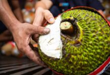 Fresh Jackfruit Officially Exported to China