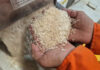 Which Rice Varieties Dominate the 90% Import-Dependent Rice Market?