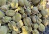 A Stark Warning for the Durian Industry