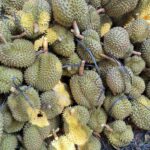 A Stark Warning for the Durian Industry