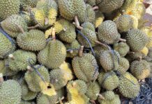 A Stark Warning for the Durian Industry