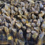 The “Underwater Ginseng” Fish: Cultivated in a Unique Location, Sought After by China, Japan, and the U.S.