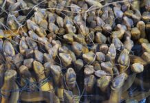 The “Underwater Ginseng” Fish: Cultivated in a Unique Location, Sought After by China, Japan, and the U.S.