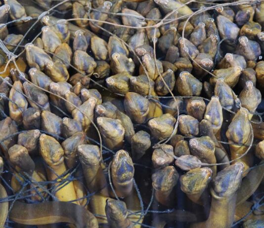 The “Underwater Ginseng” Fish: Cultivated in a Unique Location, Sought After by China, Japan, and the U.S.