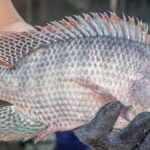 Vietnam Exports First Batch of Tilapia to Brazil