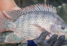 Vietnam Exports First Batch of Tilapia to Brazil