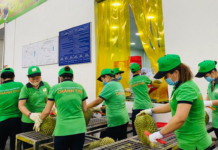 Vietnamese Fruits and Vegetables: Surging to a Record $7 Billion, Climbing the Ranks to Conquer U.S. and EU Markets
