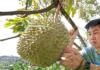 Could Durian Become Malaysia’s National Fruit?