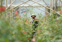 “As 20-11 Approaches, Many Flower Garden Owners Express Growing Concerns”