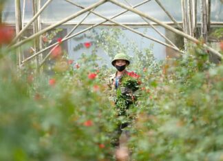 “As 20-11 Approaches, Many Flower Garden Owners Express Growing Concerns”