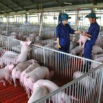 Today’s Live Pig Prices, November 8th: Unusual Developments