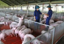 Today’s Live Pig Prices, November 8th: Unusual Developments