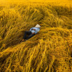 “Vietnam Feeds the World: No Exaggeration”