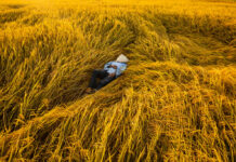 “Vietnam Feeds the World: No Exaggeration”