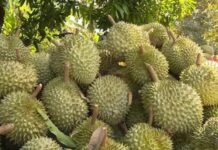 China Spends Nearly $1 Billion on Vietnamese Durian in a Single Month