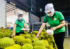Vietnamese Fruit and Vegetable Exports Stun the Global Market