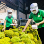 Vietnamese Fruit and Vegetable Exports Stun the Global Market
