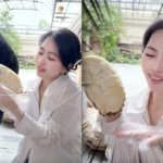 The Fate of Mailisa’s Durian Orchard