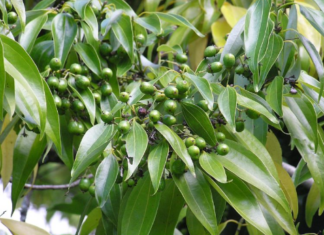 Vietnam’s Bounty: The World’s Most Precious Spice Tree Thrives in Abundance – From Bark to Leaf, Every Part Yields Profit as Vietnam and China Vie for Global Supremacy