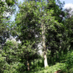 Vietnam’s Rare Global Crop: One Province Cultivates Over 43,000 Hectares, Exporting $47 Million, Making Vietnam and China Global Leaders