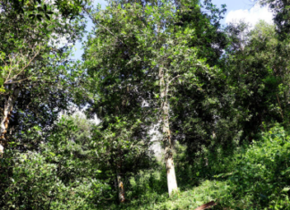 Vietnam’s Rare Global Crop: One Province Cultivates Over 43,000 Hectares, Exporting $47 Million, Making Vietnam and China Global Leaders