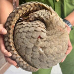 Rare Red-Listed Creature Discovered During Farm Work