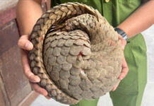 Rare Red-Listed Creature Discovered During Farm Work