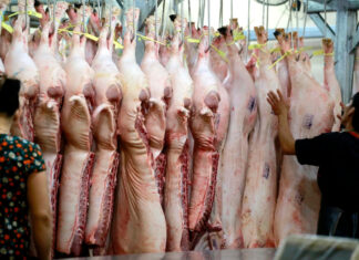 Pork Prices Plummet: A Sharp Decline in Hog Rates