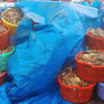 Devastating Floods Wipe Out 20 Million Lobsters, Threatening Dak Lak’s Lobster Farming Industry