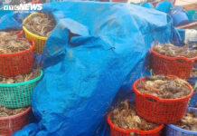 Devastating Floods Wipe Out 20 Million Lobsters, Threatening Dak Lak’s Lobster Farming Industry