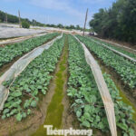 Hanoi Officially Approves New Land Price List, Agricultural Land Peaks at 290,000 VND/m²